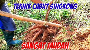 Cara Mencabut Singkong Dengan Mudah