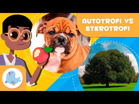 Video: Qual è la differenza tra un eterotrofo e un autotrofo?