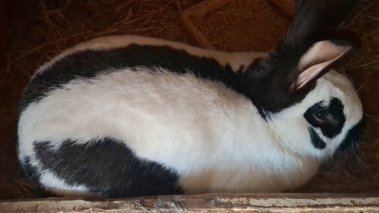 SPRZEDAJEMY AGRESYWNEGO KRÓLIKA! - Styczeń w Hodowli Królików 2026