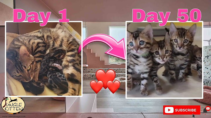 Video 3074771: newborn bengal kittens, bengal cat playing, adorable newborn kittens, cute newborn kittens, kittens growing