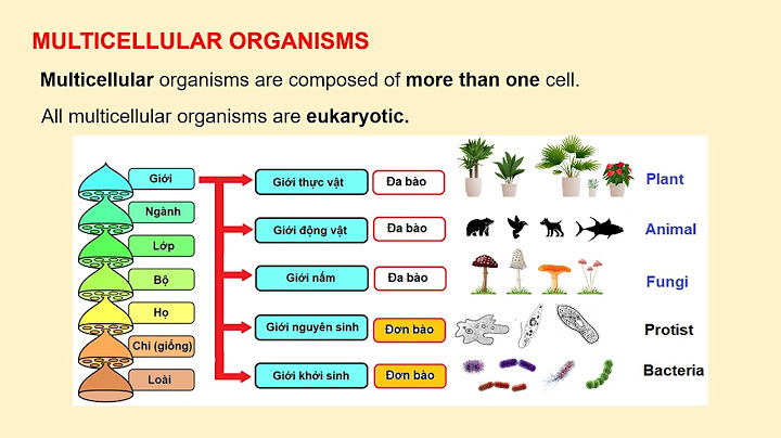 Sinh vật nào sau đây có cơ thể đa bào