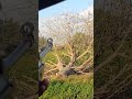 صيد اليمام بالنوريكا الأسبانى