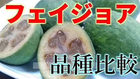 フェイジョア 島 発見 物