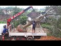 Đào cây khế cổ thụ 100 năm tuổi | Dig ancient star fruit tree 100 years old