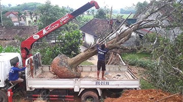 Đào cây khế cổ thụ 100 năm tuổi | Dig ancient star fruit tree 100 years old