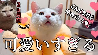 みんなに積極的に挨拶していく新入り猫が可愛すぎます…