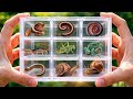 Catch millipedes, they hide in coconut shells #millipede #insects #animals