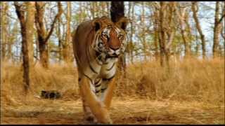 Ultimate Family of Big Cats Lion Tiger Cheetah Jaguar (HD) EPIC Fight to SaveHimanshu Singh Gurjar