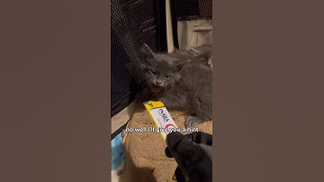 Spicy, sick kittens rescued from trash mountain are now, well… | fortheloveofkittenrescue