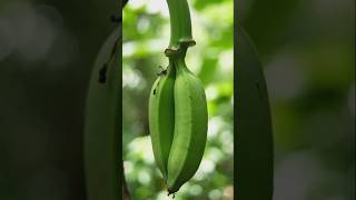 I Grew An Amazing Bananas