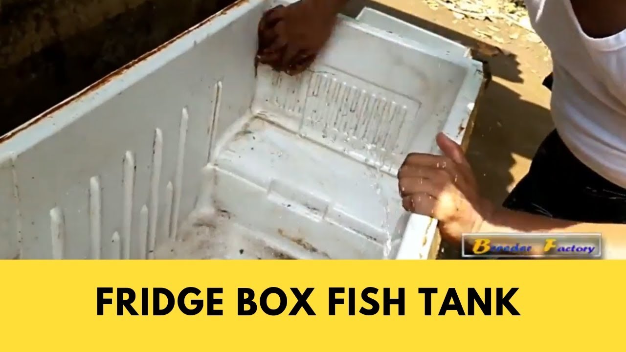 refrigerator fish tank