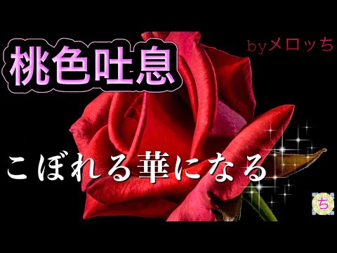 高橋真梨子【桃色吐息】懐メロ 80年代 名曲 (歌詞付き) J-POP cover (*´○`)o¶~~♪