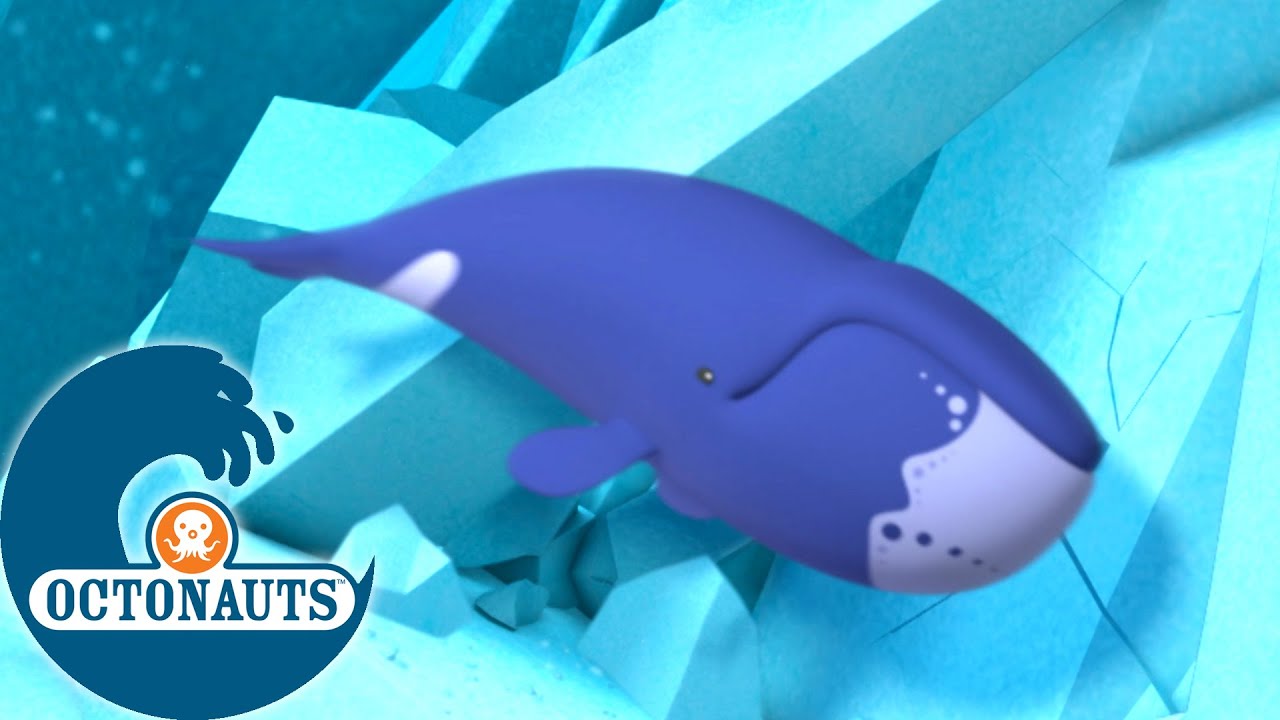 Octonauts Les Baleines Boreales A La Rescousse Dessins Animes Pour Enfants Youtube