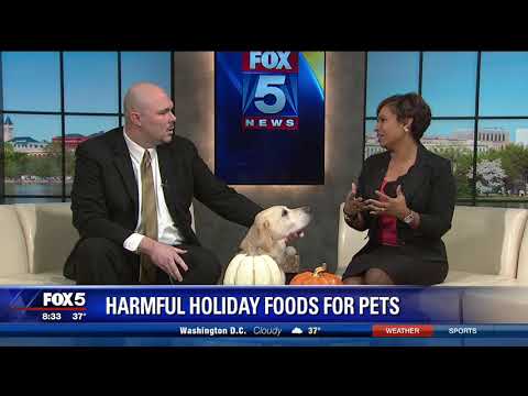 Thanksgiving Pet Safety