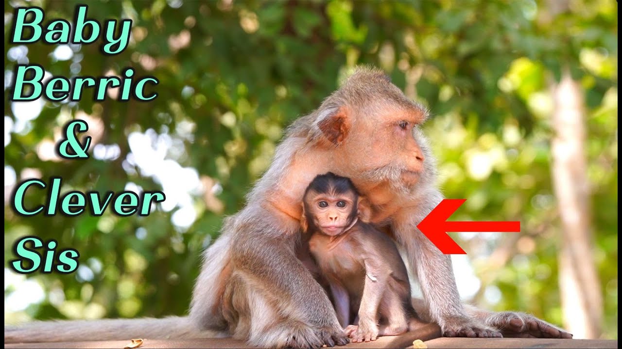 🔴Live Now Amazing Update: Mama Monkey Berry with Baby Berric & Clever Berrica’s Fast Growing Skills