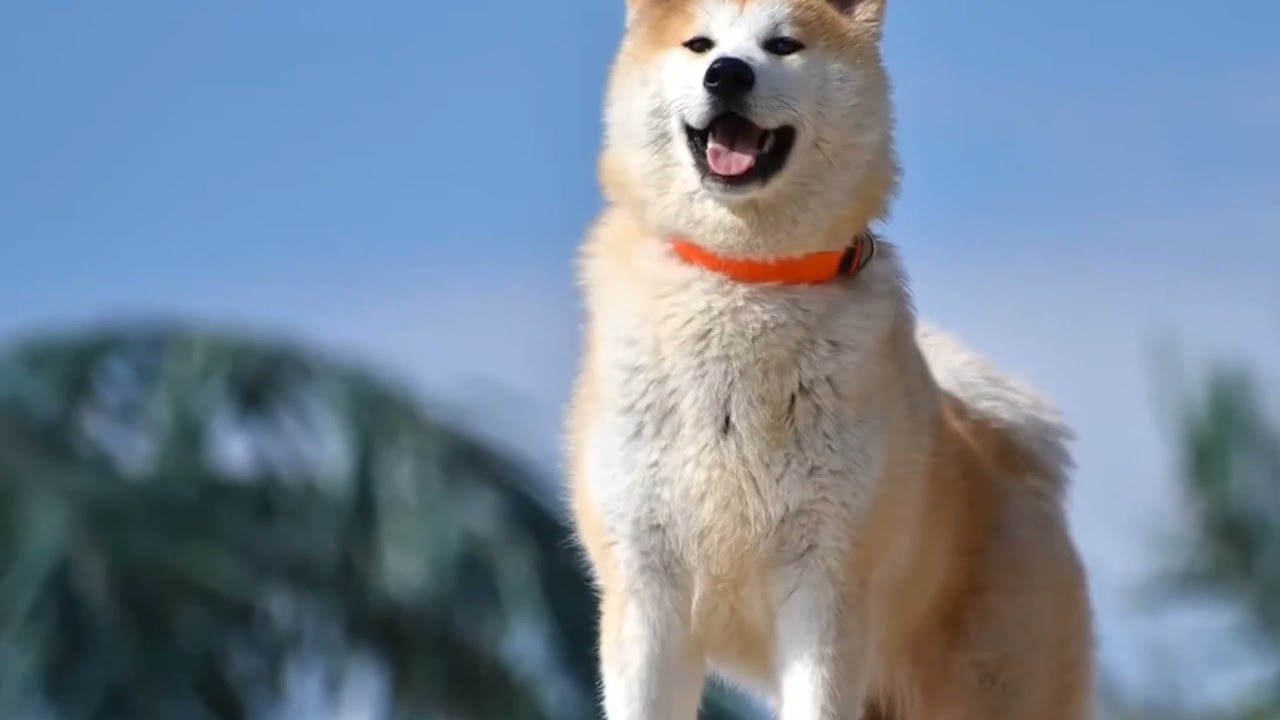 Winter Hunting Dog Akita Inu 