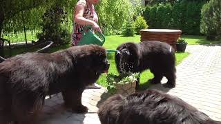 ASMR Newfoundland Dogs Drinking Water From The Watering Can