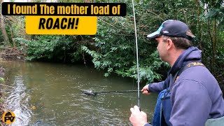 How You Can Catch More Roach I Found The Mother Lode