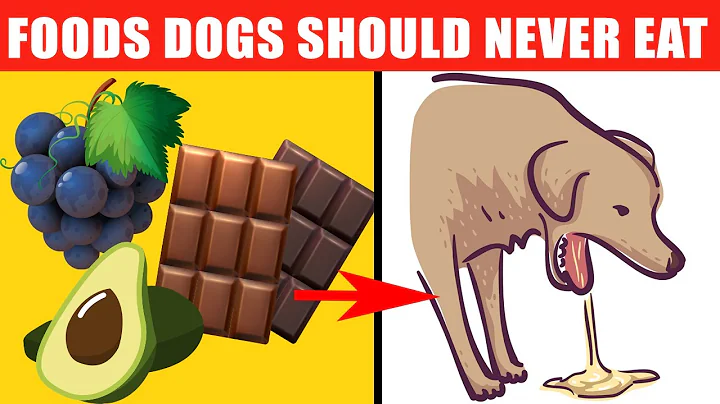 Dangerous Foods Your Dog Should Never Eat - DayDayNews