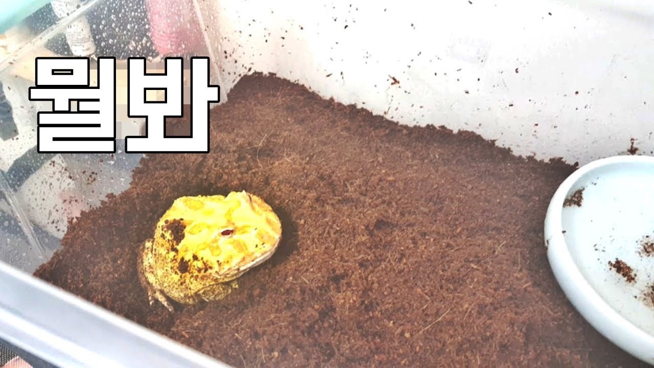 팩맨개구리 키우기?? 이렇게 키워보세요!!!