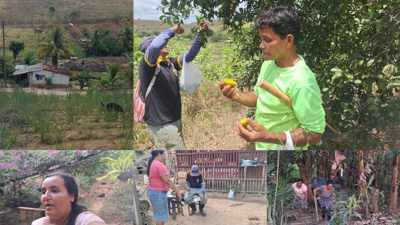 Eles passam bem na floresta dia com a cunhada nos matos e almoço e colheita de plantas no recanto 