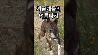 시골개들의 여름나기 #카이견 #카이견믹스 #진도개 #진도믹스 #믹스견#시골개#시골강아지#유기견입양 #유기묘입양 #사지말고입양하세요