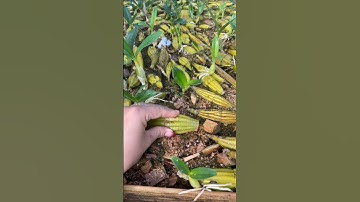 Very best usful ideas! grafting dendrobium plant with SIMPLE techniques🌹🌺🌷💐🌼 🌱🌵🌵🌱🌵🌷#orchid #plants