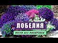 🌺🌼Сею ЛОБЕЛИЮ моим любимым способом - без  ПИКИРОВКИ.