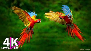 Macaw Parrots 4K - Relaxing Music With Colorful Birds In The Rainforest