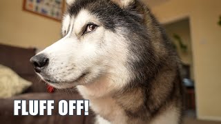 Told my Husky His NAN Was Going Away! He Told Me To Fluff Off!