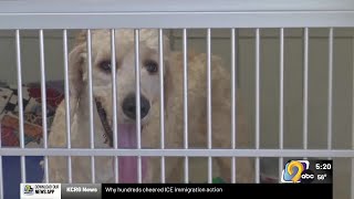 Iowa City Animal Care Center seeks 1,500 square foot expansion to meet growing needs