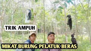 CARA MIKAT BURUNG PELATUK BERAS/SAMPIT PALING AMPUH