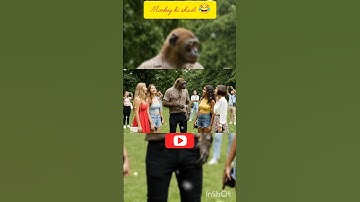 monkey ki shadi 😂 || #monkeyvlog #ai #veo3 #youtubeshorts #wedding