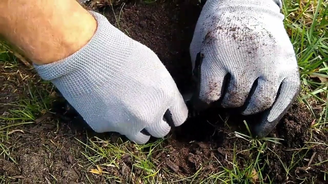 How to Set a MoleSlayer Trap – Step-by-Step Mole Trap Placement Guide