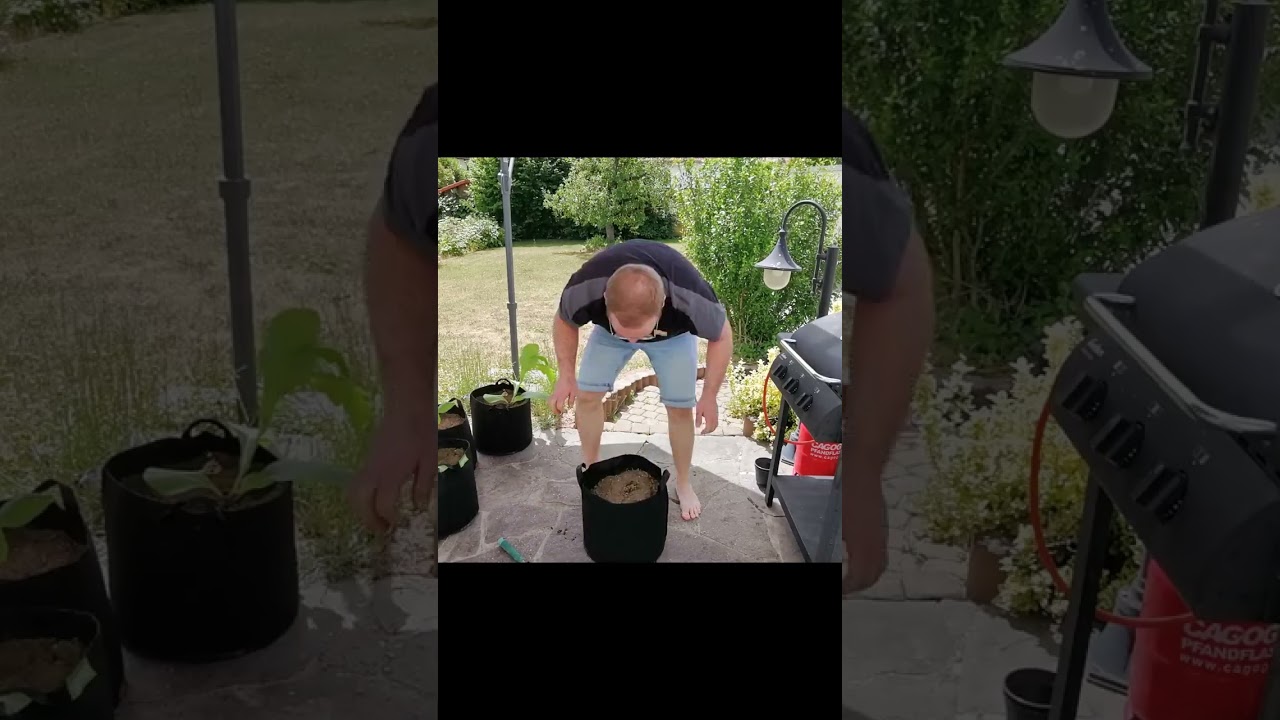 Tabak selber anbauen Part 2 