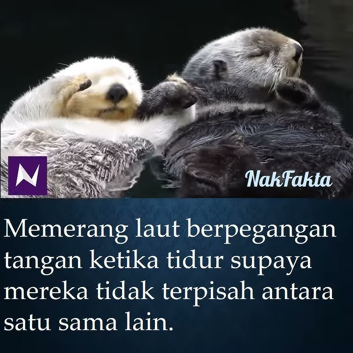 Memerang laut tidur pegang tangan sangat comel #nakfakta #nakbebel