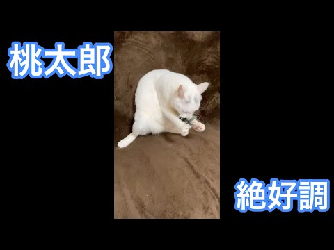 遊んでくれる猫