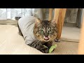 お迎えした保護猫のお気に入りの猫じゃらしが壊れたら…
