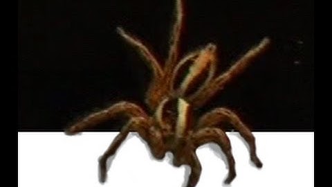 Jumping Spider Stalks Mouse Cursor