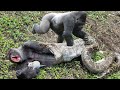 Gorilla Mistakes When Take Down Python To Rescue Mouse – Leopard Failed To Save Cubs From Anaconda