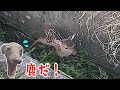 イタグレのシゲピヨ【子鹿のバンビちゃんに遭遇！？溝に落ちてるから助けよう！】子犬の成長期日記