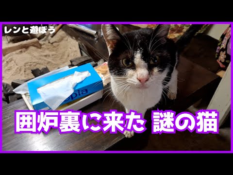 囲炉裏に来た 謎の猫🐈
