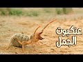 اسرع عنكبوت في العالم اسرع عنكبوت في العالم