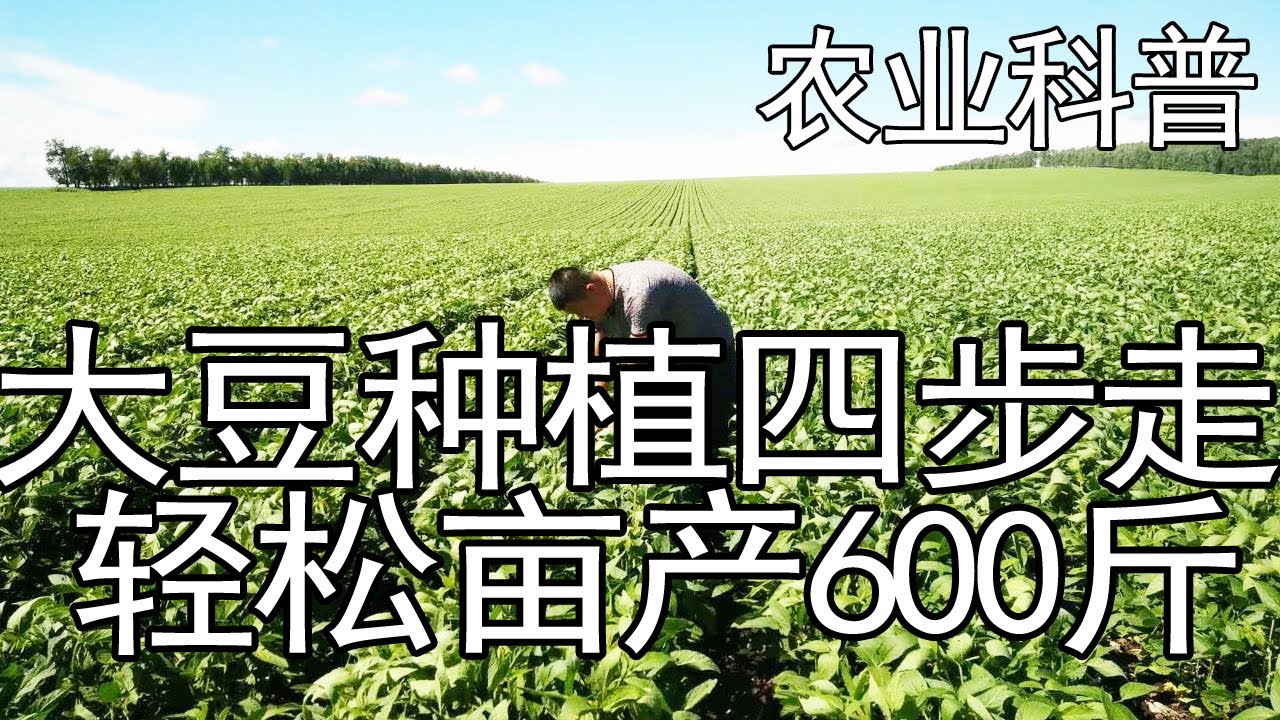 It Is Very Important To Do These 4 Steps In Planting Soybeans And Easily Produce 600 Kg Per Mu Youtube