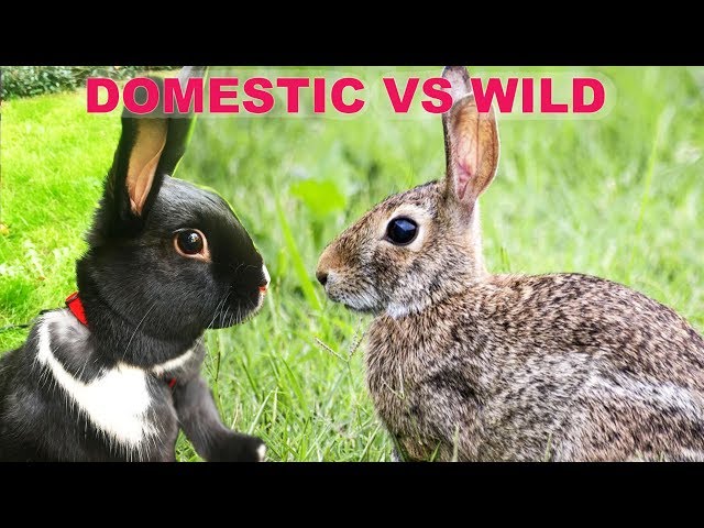 The Difference Between Wild & Domestic Rabbits! - YouTube