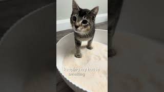 Sponge Expert Collaborates With Litter Pros sponge