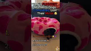 Top 5 FUNNIEST Moments Dogs Completely Lost Their Minds!!😂🐶#shorts #dog #shorts #cutedog #funny #pet