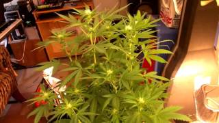 The Grow 420 Diaries - Strain: #1 Indica