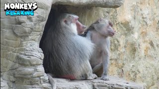 Monkeys Massage Each Other To Relax
