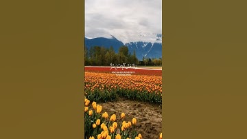 آيات القرآن الكريم - سورة الزمر